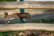 © Oleh - Caught midleap the athletic squirrel sails between rails with tail streaming behind. Muscles stretch as the spirited jumper clears the gap and races toward the next perch in a burst of early light