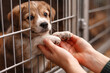 © Jafree - Adorable puppy in animal shelter cage gently holding hands during pet adoption day. concept of pet care, animal rescue, loving companionship