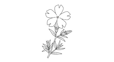 Exquisite botanical line art drawing of a wild five-petal flower with delicate leaves and a blossoming bud capturing the essence of natural floral
