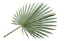 © Jn - Silver saw palmetto leaf PNG isolated on transparent background, tropical foliage for design and decoration, botanical element
