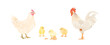 © iv.rymm - Cute cartoon farm birds collection. Vector hand drawn illustrations of Chicken family. Hen, Rooster and little Chicks isolated on white background. Set of poultry clip art.