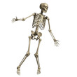 © ruhu - Standing human skeleton bones skeletal isolated on a transparent background