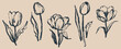 © Victory - Tulip flowers and leaves drawn with an ink brush. Black plant elements isolated on a beige background. Hand drawn vector flower graphics