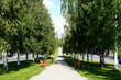 © Johannes Kranich - Baumallee, Birkenallee, Birke, Birken, Pfad, Weg, Bänke, Bank, Baum, green, Sommer, orange, Kemi, Finnland, Europa