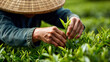 © Sadia - Close-up on hands of a farmer wearing a conical hat, carefully picking fresh tea leaves in a lush green plantation.