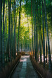 © Anna Tsukanova/Stocksy - Sunlit bamboo forest in Japan