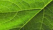 © RiyanBudi - The macro texture of green leaves with detailed leaf veins and natural patterns, showcasing the beauty of organic structure and the freshness of nature.