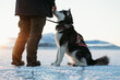 © Louise Forslycke Garbergs/Stocksy - Alaskan malamute sitting beside handler on frozen lake at sunrise