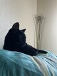 © Will - Gato durmiendo en casa