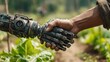 © Yanka - Closeup innovator hand shaking robot hand over crop, bright midday rows, startup energy meets agricultural heritage, symbolic pact of investment and sustainable growth, confident forwardlooking tone