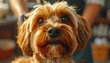 © The Subekti - Adorable close-up of a fluffy brown dog with expressive eyes.