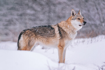  A Czechoslovakian Wolfdog stands in the forest in winter while it snows.