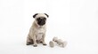 © Urip - A Pug Dog Sits Next to Dumbbells Ready for a Workout.
