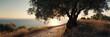 © Andrii Zastrozhnov - Serene coastal path at sunset with majestic olive tree overlooking the sea