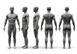 © Authentic - Detailed male anatomical model in grey tones, presented from multiple angles including front, side, and back, on a white background.