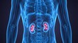 © Flash memory - Human kidney stones visualized in blue x-ray anatomy. Medical concept of urology disease, healthcare, and human body scan for diagnostic.