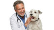 © ArsiStudio - Veterinarian in white lab coat with stethoscope examining white terrier dog on clean white background