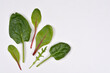 © nahhan - Various types of fresh green salad leaves including spinach and chard arranged on a clean white surface with copy space