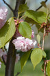 © nahhan - Japanese flowering cherry Kanzan - Latin name - Prunus serrulata Kanzan