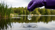© ABU - Hand in purple glove collecting water sample from lake with ripples image
