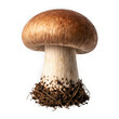 © Md - Single Mushroom Dramatically Lit Against Deep Black Background