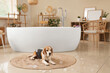 © Pixel-Shot - Cute Beagle dog with soap foam lying on carpet in bathroom at home