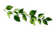 © Thirawat - understated foliage element background isolated on a Transparent background, PNG file.
