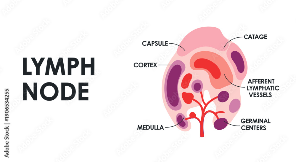 Detailed diagram of a lymph node anatomy with labeled parts. の Stock ...