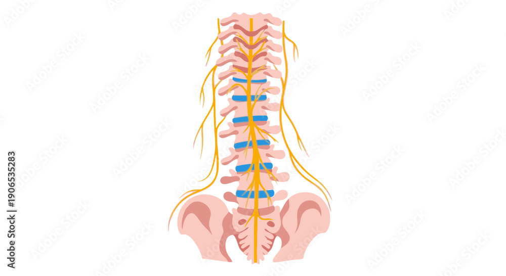 Anatomy of the human spine and nervous system. Stock Vector | Adobe Stock