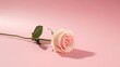 © MdRubel - A single delicate pink rose with a green stem and leaf on a light pink background