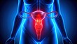 © Bassano - 'Medical illustration of female reproductive system with uterus highlighted in red glowing center, surrounding fallopian tubes and ovaries visible, transparent blue-toned anatomy emphasizing internal
