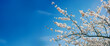 © Anna Lurye - Panoramic view of white sakura blossoms on tree branches stretching across a bright blue sky for botanical backdrop and spring renewal aesthetic concept with copy-space