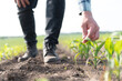 © Serhii - Farmer examining corn seedlings in cultivated field