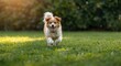 © AkuAku - Cheerful pet leaping on well kept green grass lawn during summer full length portrait