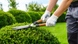 © theshooter - Manos con guantes recortando un seto verde de boj con tijeras de jardinería, trabajo de cuidado y mantenimiento de jardines y espacios verdes