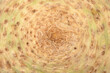 © nahhan - A high resolution macro shot showing the circular patterns and rough skin texture of a raw celeriac root surface