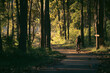 © chokniti - Bicyclist cycling through summer green forest, enjoying nature lifestyle, fitness and wellness journey, peaceful recreation and adventure in a trees park, freedom, happiness, healthy leisure travel