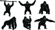 © Golapi Expressive - Powerful gorilla silhouette collection showing aggressive poses and strength, wildlife primate vector illustration set, jungle animal design elements isolated on white background