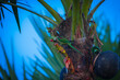 © gollapalli - parrot on plam tree