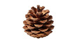 © Ainii Vector - Brown pine cone, natural dry wood pattern, isolated on transparent background