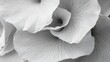 © Maham - Extreme close up black and white macro photograph capturing the delicate velvety texture and intricate vein patterns of layered pale flower petals.