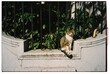© Irina Ozhigova/Stocksy - Cat sitting on a wall near green plants in a sunny area