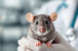 © Vovmar - A house mouse in the hands of a veterinarian at a clinic during an examination.