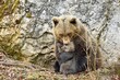© Stefan Huwiler/imageBROKER - Female brown bear (Ursus arctos) holding her offspring, cub, baby, in her arms, captive, Switzerland