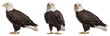 © Trixy - Bald eagle standing isolated (PNG)