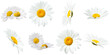 © Gogu - collection of fresh white daisies with bright yellow centers, photographed from diverse angles, highlighting their natural beauty on a transparent background.
