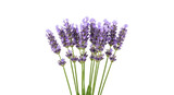 Fragrant purple lavender flowers isolated PNG, aromatic bunch of blossoms on transparent background for aromatherapy and herbal medicine concepts