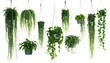 © Marko - Green hanging house plants isolated on white, set