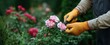 © ckybe - gardener tenderly trims rose bushes nurturing their beauty and vitality