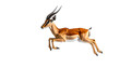 © mienakae - A graceful Thomson's gazelle captured mid-leap, showcasing its agility and speed. This dynamic portrait of the African antelope is isolated on a transparent background for versatile use.